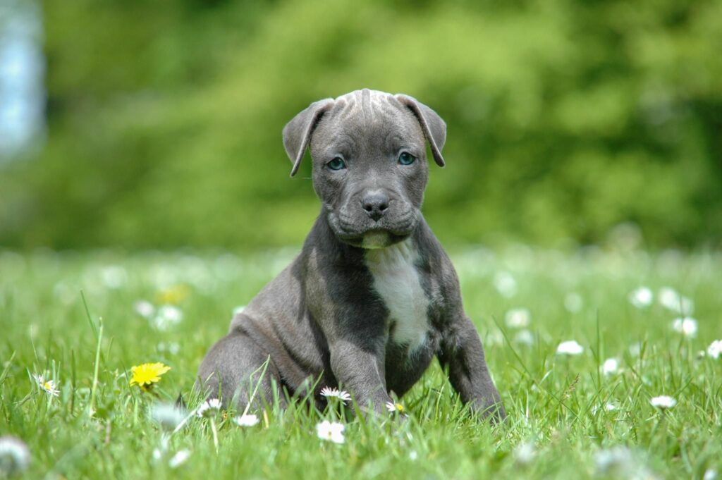 Puppycursus Martin Gaus Hondenschool Alphen aan den Rijn